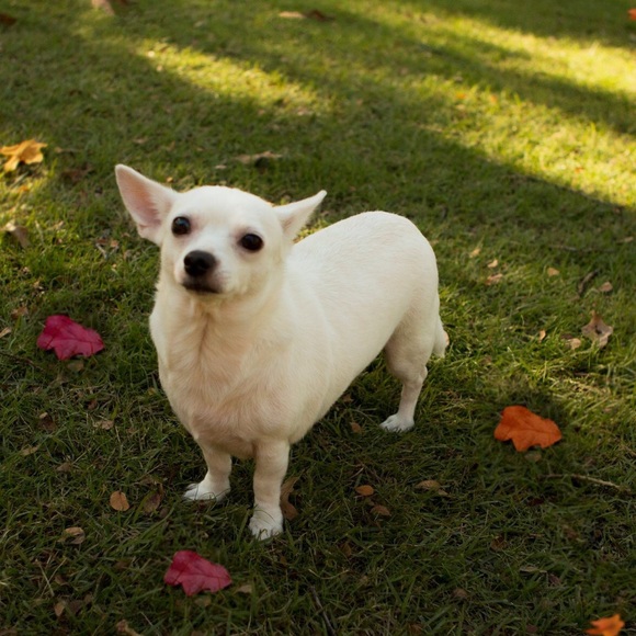 Meet your Posher, Tia - Picture 4 of 4